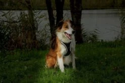 Zolux Harnais Chien EasyRide Avec Laisse Enrouleur Noir M -lacompagniedesanimaux 00107037 3 sur 3