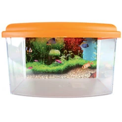 Zolux Aqua Travel Box II, Médium, Taille 28 X 20 X H 17 Cm, Pour Poisson Couleur Aléatoire -lacompagniedesanimaux 3336023030371 1