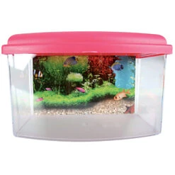 Zolux Aqua Travel Box II, Médium, Taille 28 X 20 X H 17 Cm, Pour Poisson Couleur Aléatoire -lacompagniedesanimaux 3336023030371 3