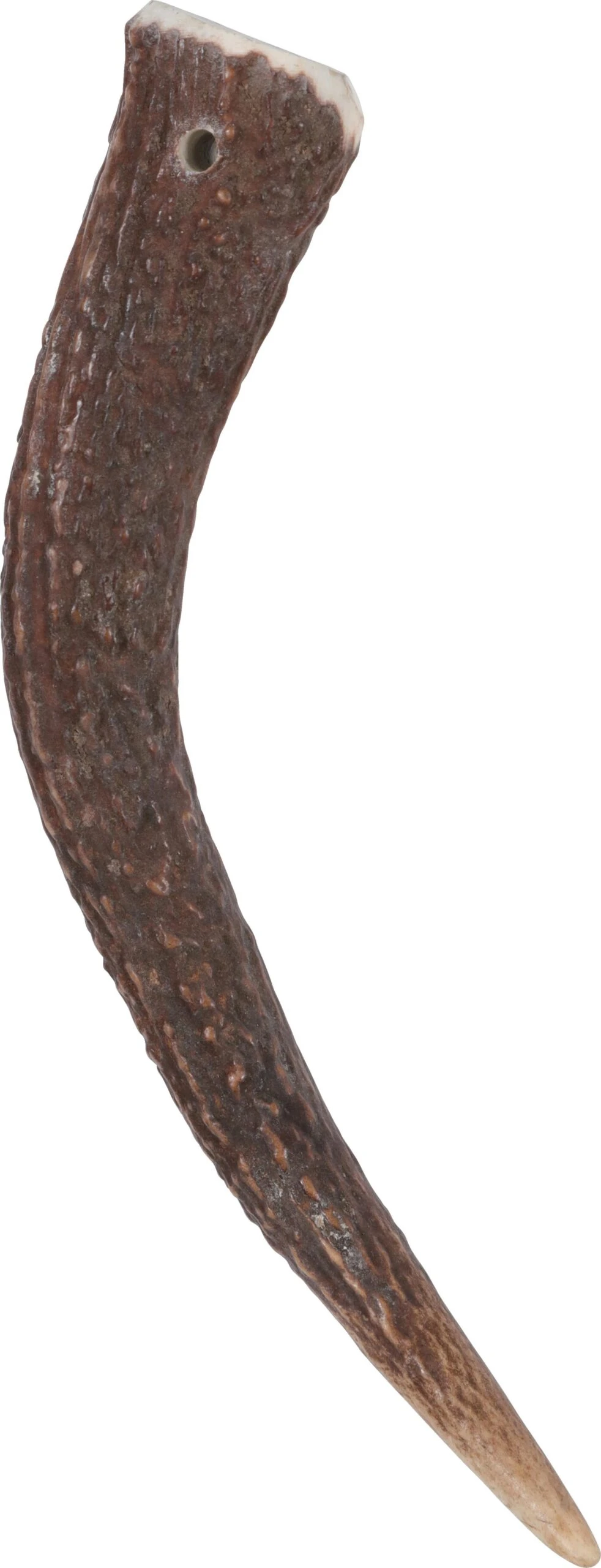 Zolux Bâton à Mâcher Bois De Cerf Entier Hard, Environ 15 Cm, Pour Chien - De 15 Kg 2 Zolux Bâton à Mâcher Bois De Cerf Entier Hard, Environ 15 Cm, Pour Chien - De 15 Kg