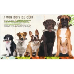 Zolux Bâton à Mâcher Bois De Cerf Entier Hard, Environ 15 Cm, Pour Chien - De 15 Kg 14 Zolux Bâton à Mâcher Bois De Cerf Entier Hard, Environ 15 Cm, Pour Chien - De 15 Kg -lacompagniedesanimaux 3336024823170 7