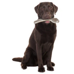 Zolux Bâton à Mâcher Bois De Cerf Tranché Easy, Environ 18 Cm, Pour Chien - De 20 Kg. -lacompagniedesanimaux 3336024823187 3