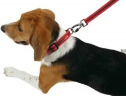 Zolux Laisse MOOV Rouge 25 Mm -lacompagniedesanimaux zolux laisse moov 25 mm3