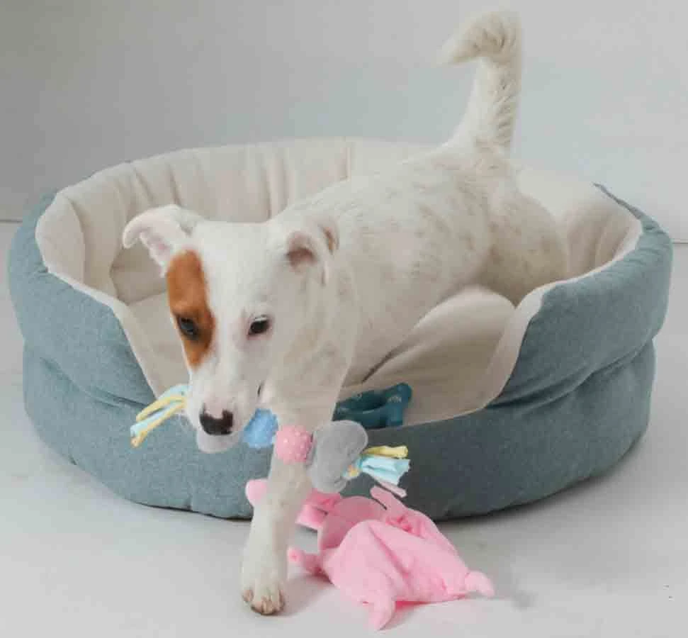 Zolux Corbeille Dream Puppy Bleu 45 Cm - Destockage 3 Zolux Corbeille Dream Puppy Bleu 45 Cm - Destockage