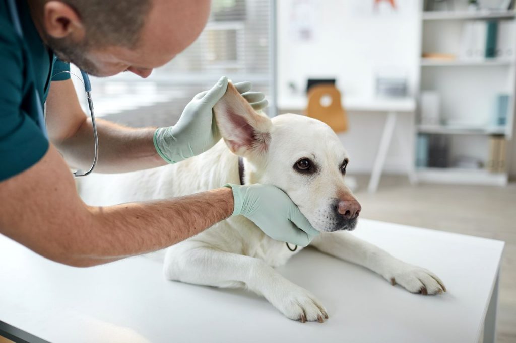 lacompagniedesanimaux 22 lacompagniedesanimaux -lacompagniedesanimaux nettoyage oreille chien 1 1024x682 1